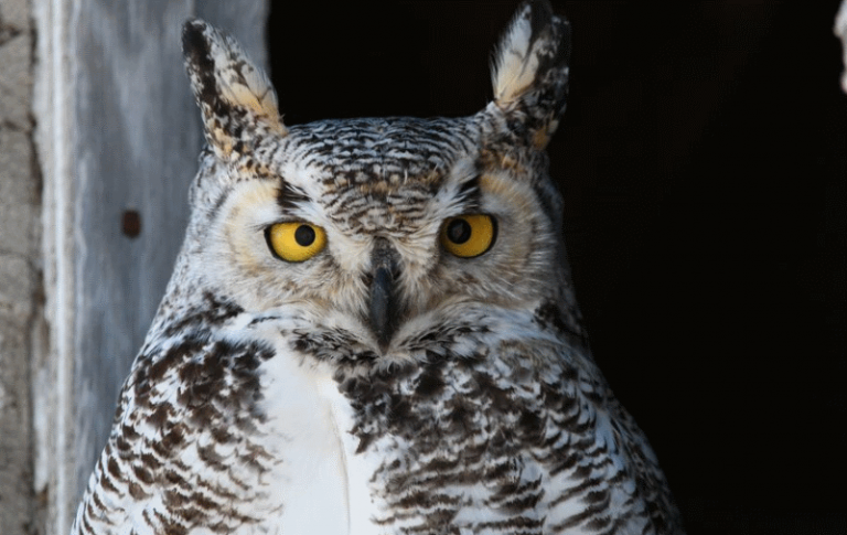 Great Horned Owl Size – How Big is a Great Horned Owl?