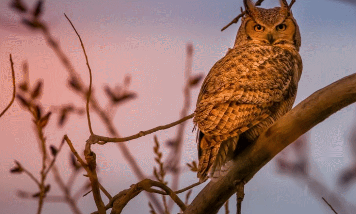 What Do Great Horned Owls Eat? – Great Horned Owl Diet and Eating Habits