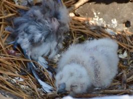 great horned owl baby facts
