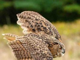great horned owl interesting facts