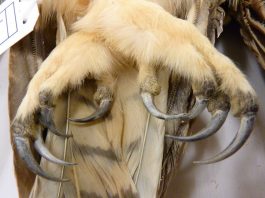 great horned owl talons