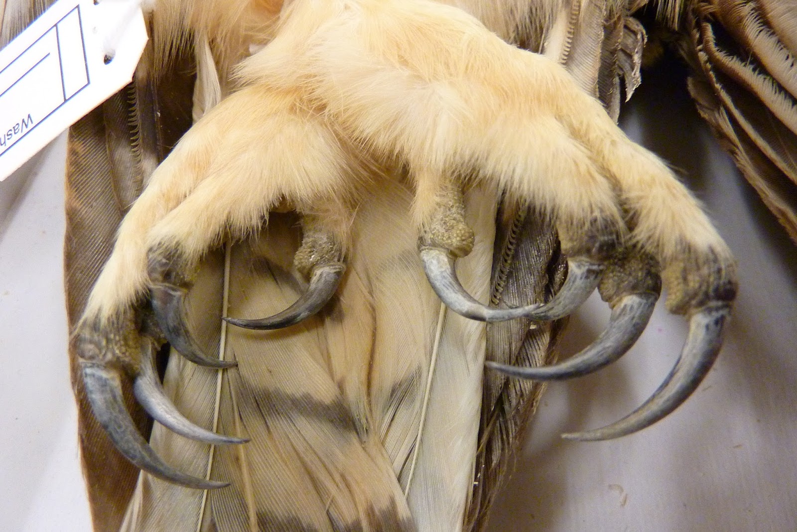 great horned owl talons