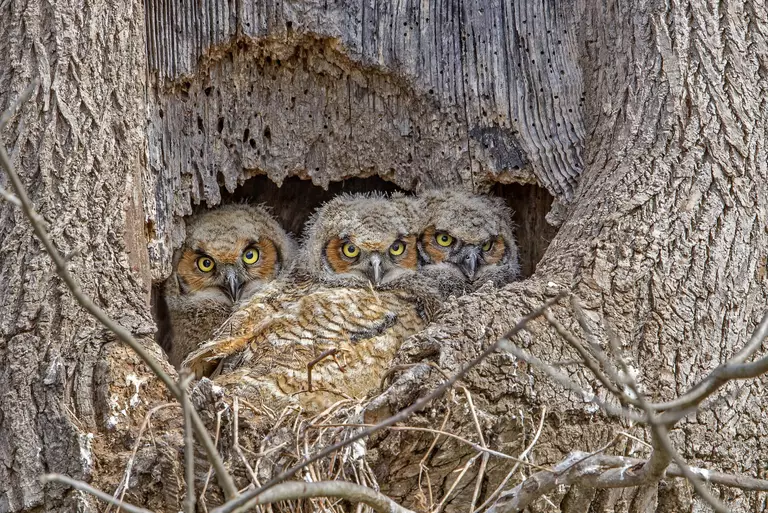 great horned owls adaptations 