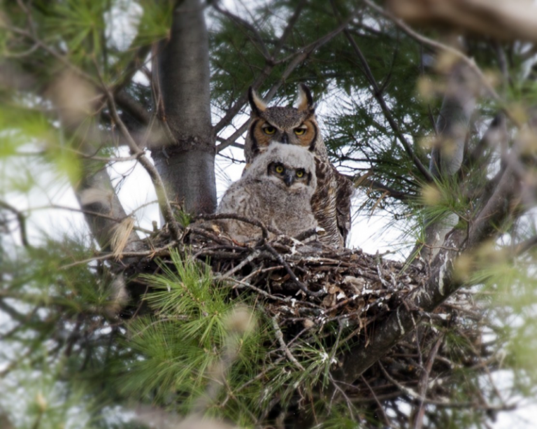 Where Do Great Horned Owls Live – Great Horned Owl Habitat