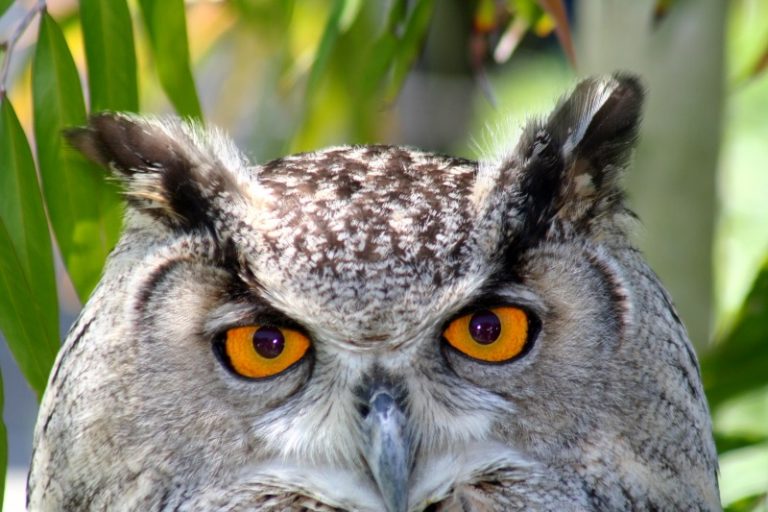 Great Horned Owl Eyes – How Far Can a Great Horned Owl See?